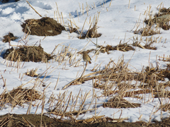 Phoenicurus auroreus