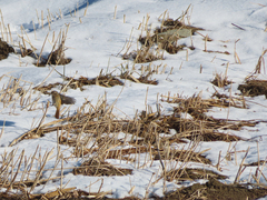 Phoenicurus auroreus