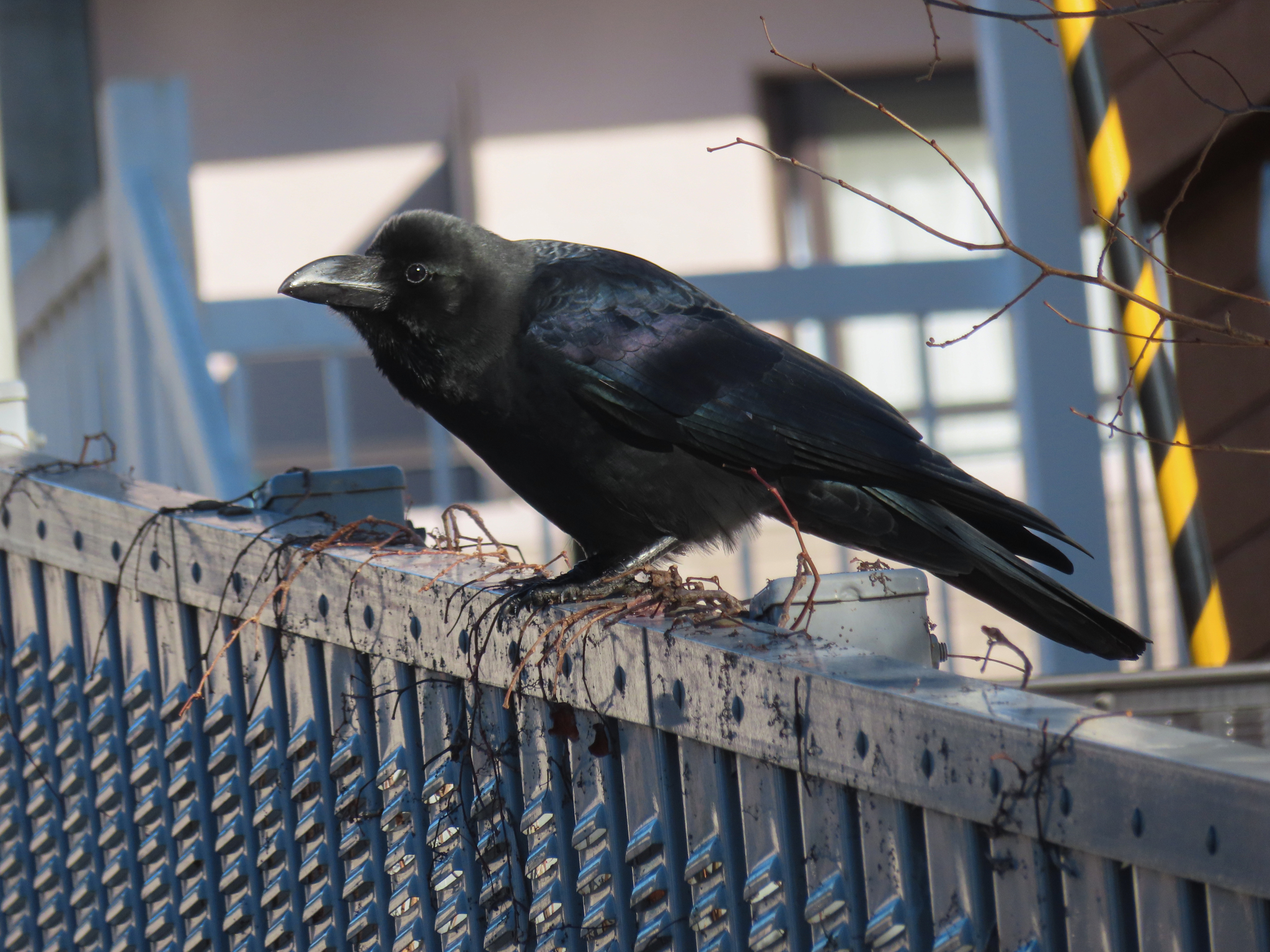 Large-billed Crow