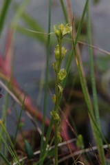 Hammarbya paludosa