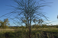 Hakea lorea