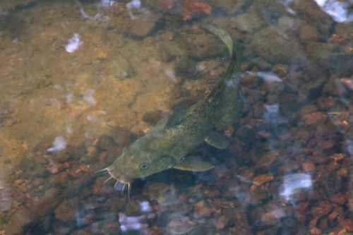 Eel-tailed catfish (Tandanus tandanus) — Plotosidae — 3