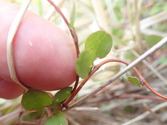 Muehlenbeckia complexa