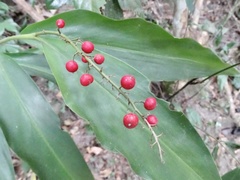Alpinia oblongifolia