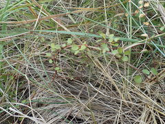 Muehlenbeckia complexa