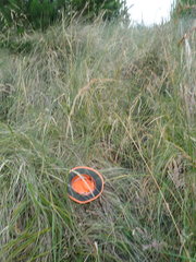 Muehlenbeckia complexa