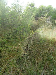 Muehlenbeckia complexa