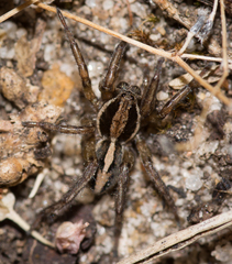 Artoriopsis