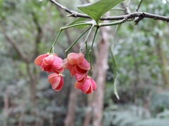 Euonymus nitidus