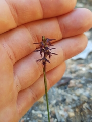 Genoplesium morrisii