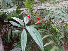 Ardisia lindleyana