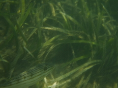 Helotes octolineatus