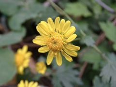 Chrysanthemum indicum