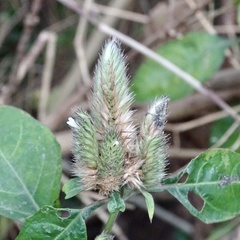 Lepidagathis incurva