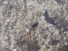 Liophrurillus flavitarsis