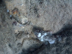 Scorpaenopsis barbata