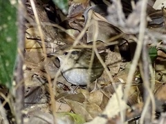 Urosphena squameiceps