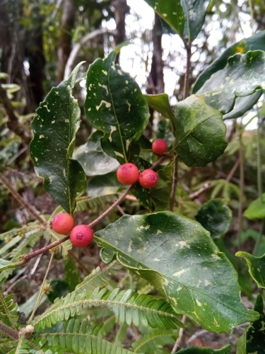 Ficus politoria image