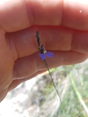 Comesperma defoliatum