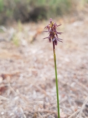 Genoplesium morrisii