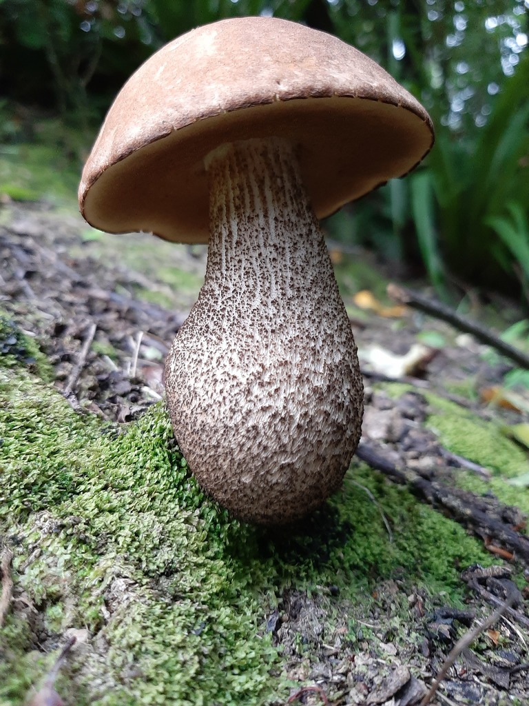 Leccinoideae