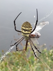 Argiope aemula