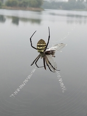Argiope aemula