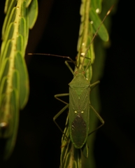 Homoeocerus graminis