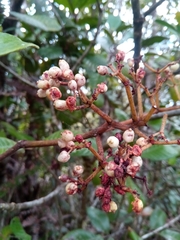 Psychotria bullulata image