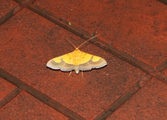 Endocrossis flavibasalis