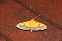 Endocrossis flavibasalis