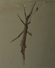Trachythorax