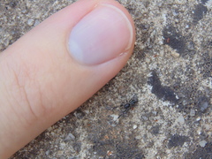 Liophrurillus flavitarsis