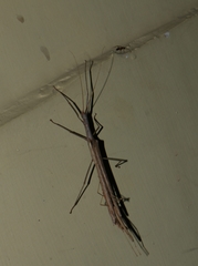 Trachythorax