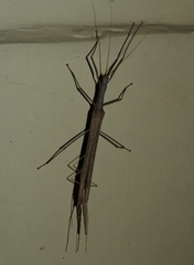 Trachythorax