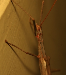 Trachythorax