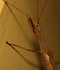 Trachythorax