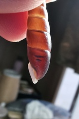 Formosana artifina