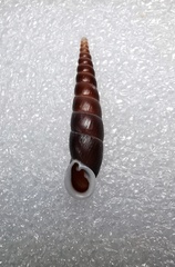 Formosana artifina