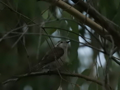 Chrysococcyx osculans