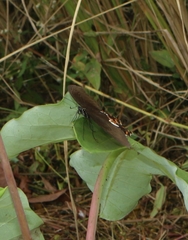 Papilio polytes stichius