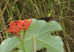 Papilio polytes stichius