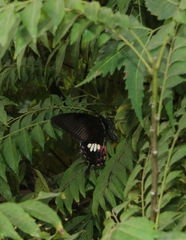 Papilio polytes stichius