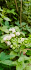 Ageratina riparia