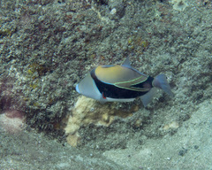 Rhinecanthus rectangulus