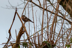 Fringilla coelebs