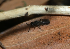 Sparasionidae