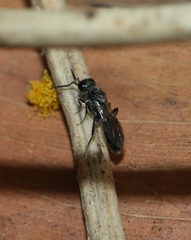 Sparasionidae