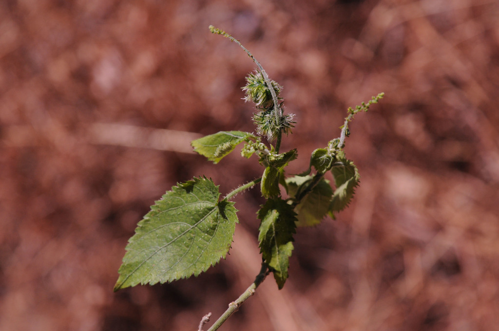 Tragia furialis