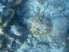 Sepia pharaonis